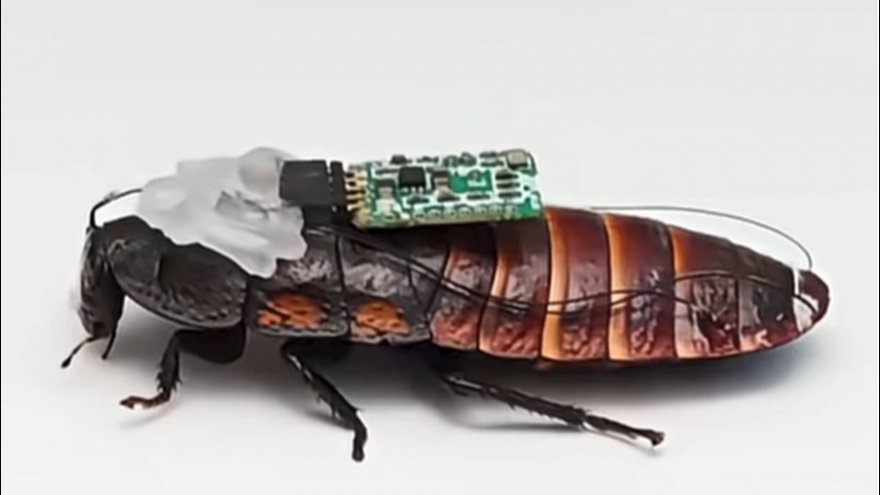 Trung Quốc dùng “cỗ máy gián” cho hoạt động tìm kiếm, cứu hộ